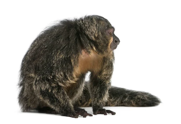 Saki, Pithecia pithecia, 4 anos, sentado na frente do branco — Fotografia de Stock