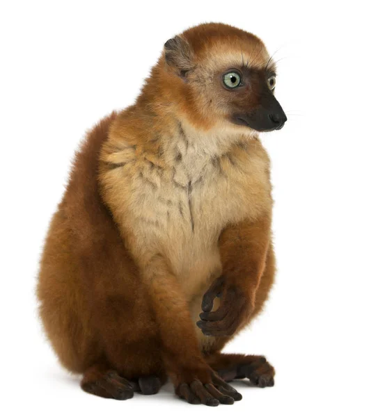 Feminino de olhos azuis preto lemur, Eulemur flavifrons, 3 anos, s — Fotografia de Stock