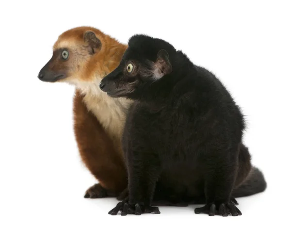 Lemuri neri dagli occhi azzurri maschili e femminili, flavifrons eulemurs, 3 y — Foto Stock