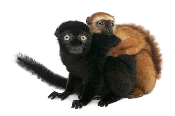 Erkek ve dişi mavi gözlü siyah lemurlar, Eulemurlar flavifronlar, 3 y — Stok fotoğraf