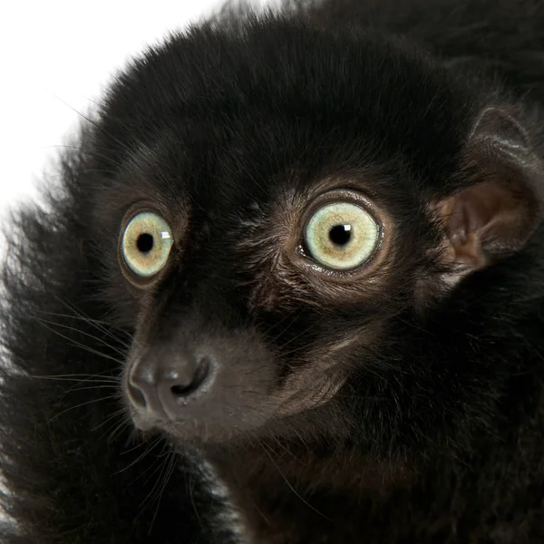 Masculino de olhos azuis preto lemur, Eulemur flavifrons, 3 anos, em — Fotografia de Stock