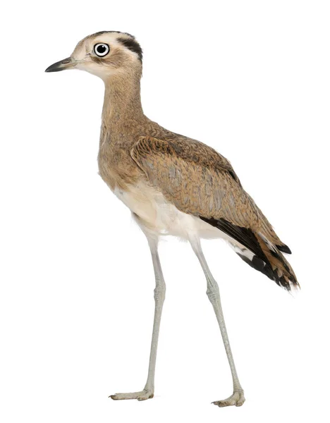 Peruvian Thick-knee, Burhinus superciliaris, 5 months old, in fr — Stock Photo, Image