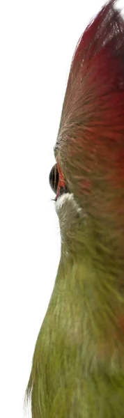 Fischer's Turaco, Tauraco fischeri, 6 months old, in front of wh — Stock Photo, Image