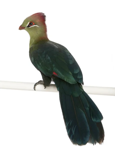 Fischer 's Turaco, Tauraco fischeri, 6 months old, in front of wh — стоковое фото