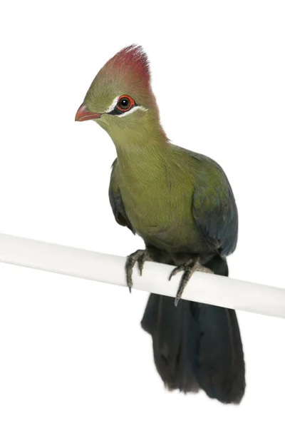 Fischer 's Turaco, Tauraco fischeri, 6 months old, in front of wh — стоковое фото