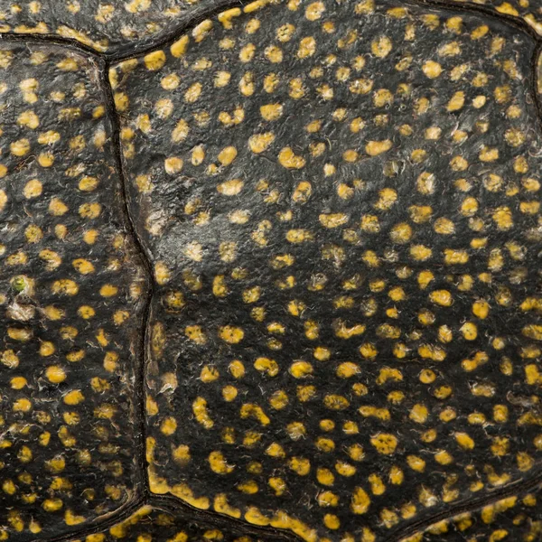 Europese vijverschildpad, Emys orbicularis, close-up — Stockfoto