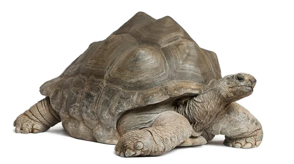 Aldabra reuzenschildpad, Aldabrachelys gigantea, 44 jaar oud, in — Stockfoto