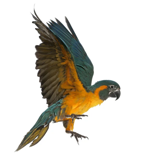 Γαλαζοαίματο Macaw, Ara glaucogularis, 4 μηνών, έρχεται αεροπορικώς. — Φωτογραφία Αρχείου