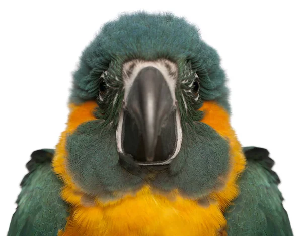 Macaw de garganta azul, Ara glaucogularis, 4 meses, na frente — Fotografia de Stock