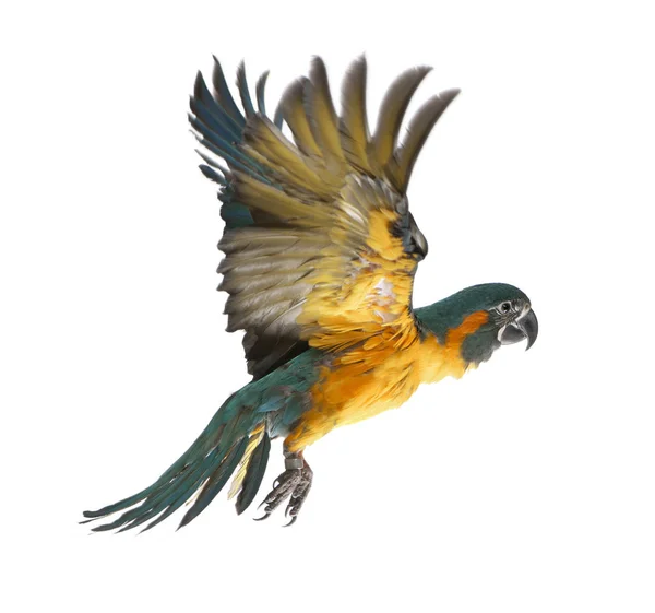 Blue-throated Macaw, Ara glaucogularis, 4 months old, flying in — Stock Photo, Image