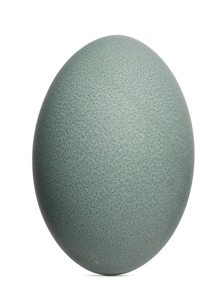 Æg af det sydlige Cassowary også kendt som Double-wattled Cassowary - Stock-foto