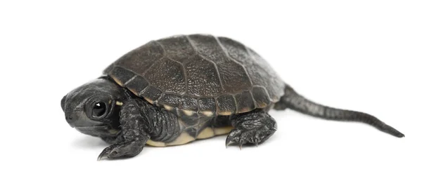 Європейська стадна черепаха, також відома як європейський ставок террапін Ем. — стокове фото