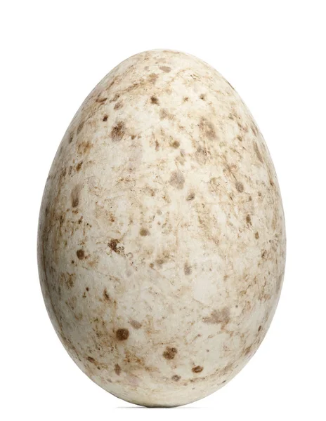 Sarus Crane tojás, Grus antigone, 9,3cm fehér háttérrel — Stock Fotó