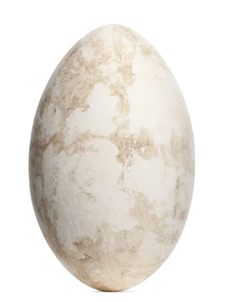 大火烈鸟蛋，迷迭香，9.1cm对白 — 图库照片