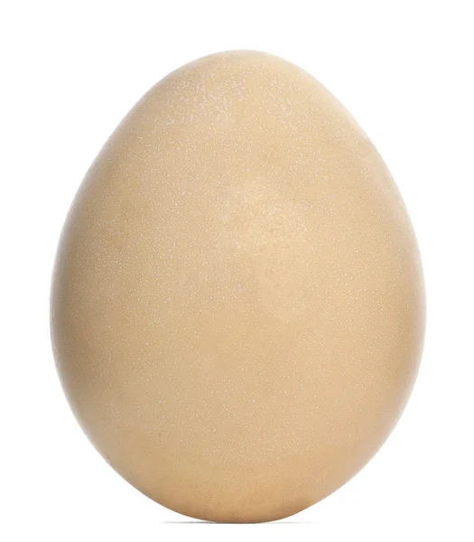 Edwards's Pheasant egg, Lophura edwardsi against white backgroun — Stock Photo, Image
