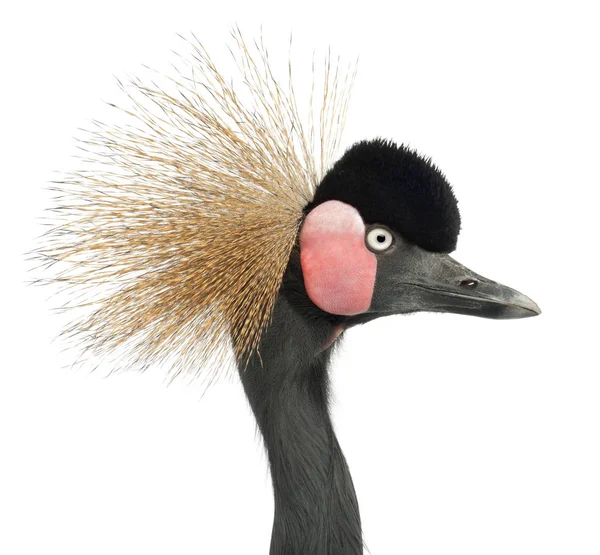 Black Crowned Crane, Balearica pavonina, 15 jaar oud, close up — Stockfoto