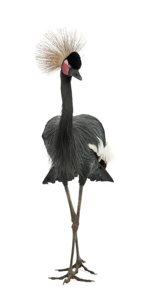 黒冠鶴,バレアリカ・パヴォニナ, 15歳,立っ — ストック写真