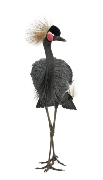 Black Crowned Crane, Balearica pavonina, 15 años, de pie — Foto de Stock