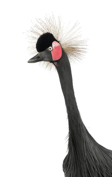 Fekete korona Crane, Balearica pavonina, 15 éves, közelről — Stock Fotó