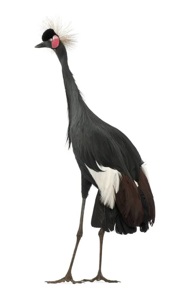 Black Crowned Crane, Balearica pavonina, 15 years old, standing — Stock Photo, Image