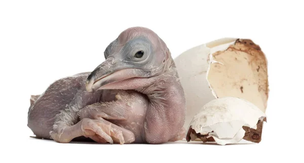 Dalmatiska pelikanen, Pelecanus crispus, 48 timmar gammal, bredvid den är — Stockfoto