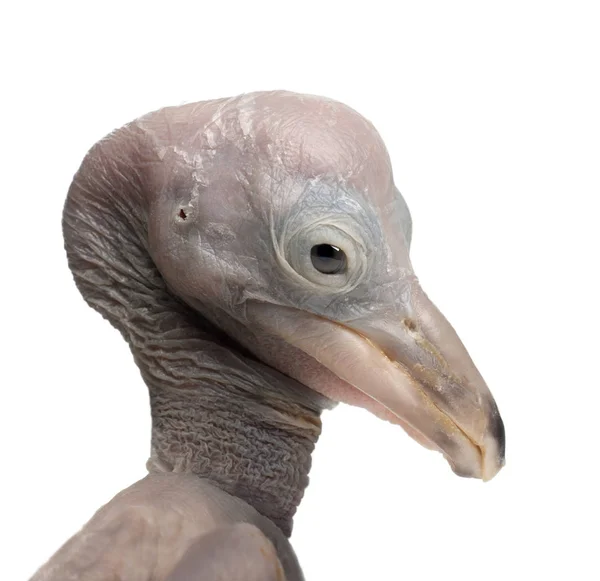 Dalmatian Pelican, Pelecanus crispus, 48 hours old, close up aga — Zdjęcie stockowe