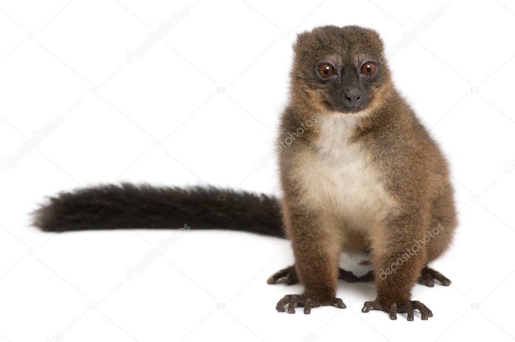 Red-bellied Lemu, Eulemur rubriventer, 21 years old, in front of