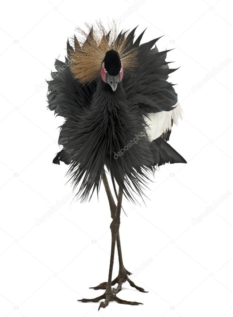Black Crowned Crane, Balearica pavonina, 15 years old, standing 