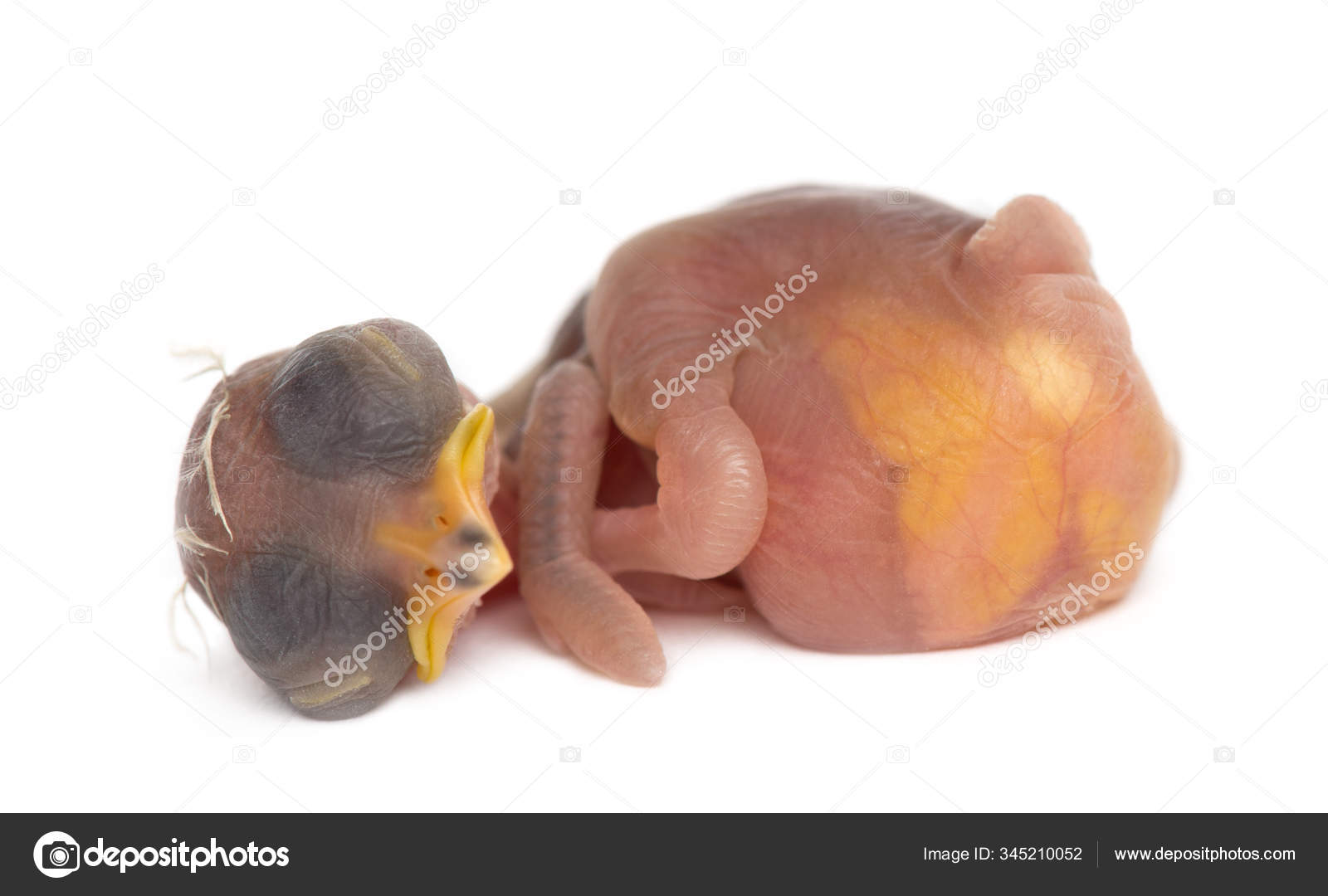 Bluecrowned Laughingthrush, Garrulax courtoisi, 5 hours old, ly