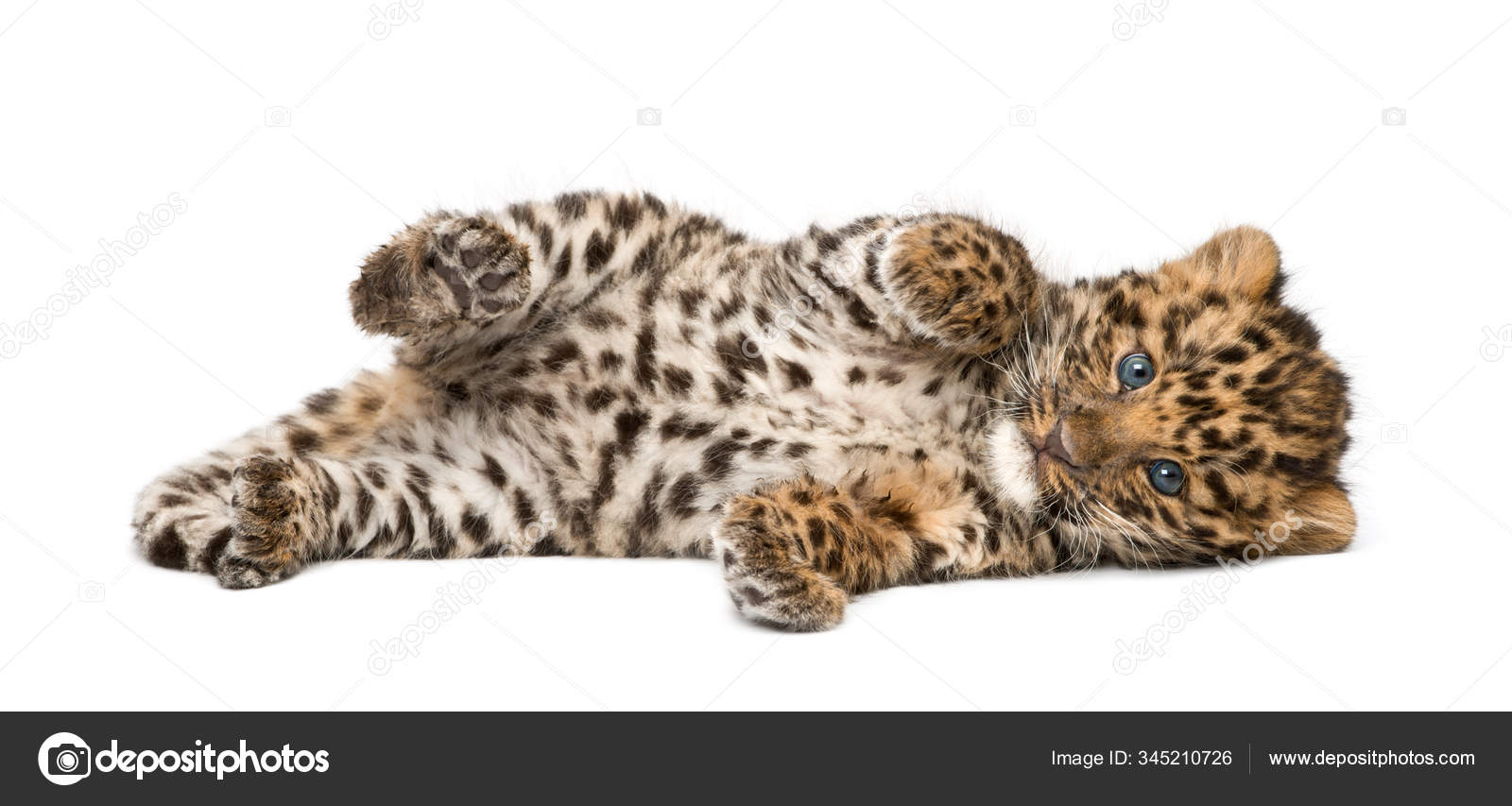 Детеныш Амурского Леопарда, Panthera Pardus Orientalis, 9 Недель.