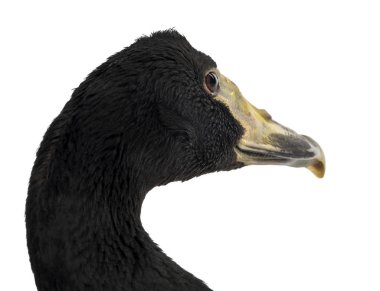 Magpie Goose, Anseranas Semipalmata, 2 yaşında, tekrar yaklaş.