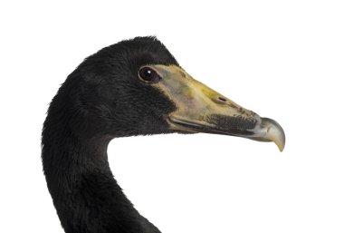 Magpie Goose, Anseranas Semipalmata, 2 yaşında, tekrar yaklaş.