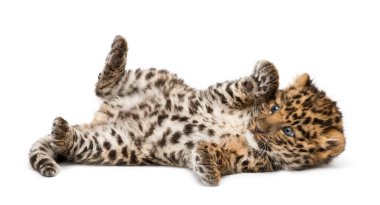 Amur leopard cub, Panthera pardus orientalis, 9 weeks old, lying