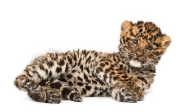Amur leopard cub, Panthera pardus orientalis, 9 weeks old, lying