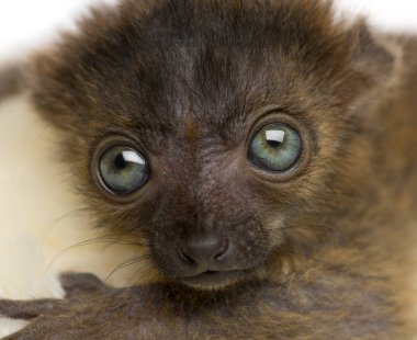 Close-up of baby Blue-eyed Black Lemur facing (20 days old) clipart