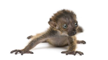 Bebek Mavi Gözlü Siyah Lemur, beyaz üzerine izole edilmiş (20 günlük))
