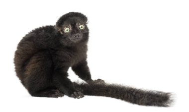 Genç mavi gözlü siyah lemur, 3,5 aylık, isol.
