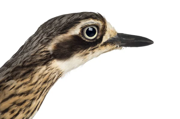 Bush Stone-curlew or Bush Thick-knee, Burhinus grallarius, close — Stock Photo, Image