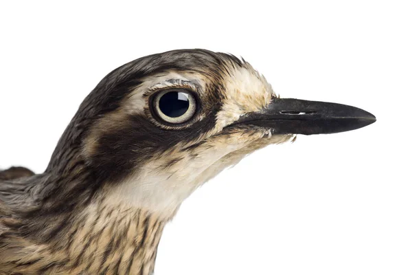 Bush Stone-curlew or Bush Thick-knee, Burhinus grallarius, again — Stock Photo, Image