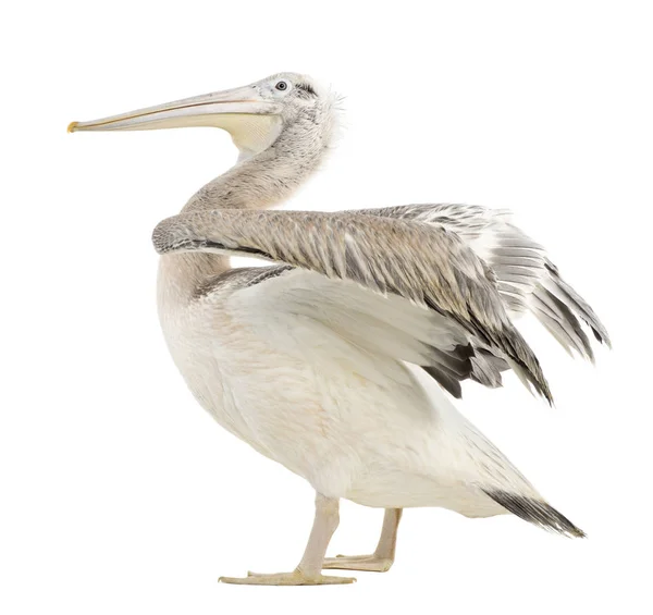 Dalmacia Pelícano, Pelecanus crispus, 4 meses, standing aga — Foto de Stock