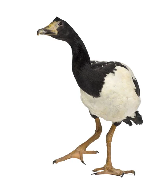 Magpie Goose, Anseranas yarı palmata, 2 yaşında, yürüyen kartallar. — Stok fotoğraf