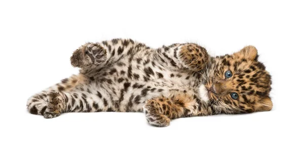 Детеныш амурского леопарда, Panthera pardus orientalis, 9 недель, лежит — стоковое фото