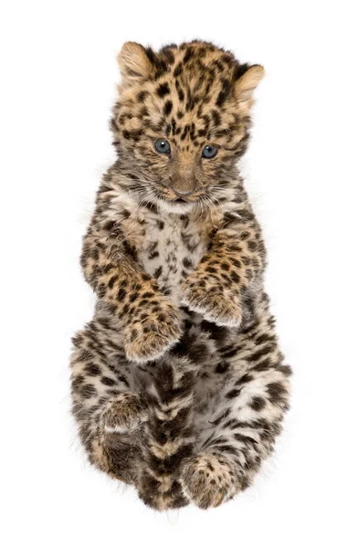 Amur leopard cub, Panthera pardus orientalis, 9 weeks old, sitti — ストック写真