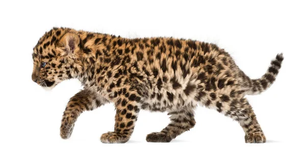 Amur leopard cub, Panthera pardus orientalis, 9 semanas, walki — Fotografia de Stock