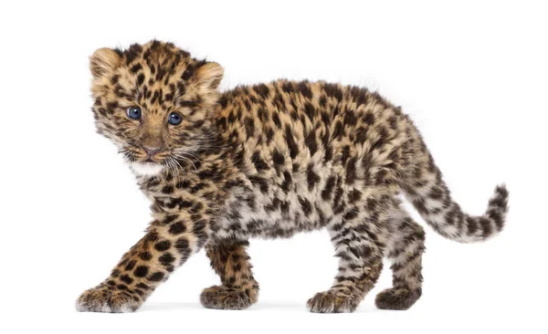 Amur leopard cub, Panthera pardus orientalis, 9 weeks old, walki — Stock fotografie