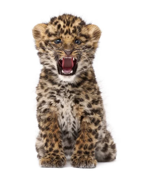 Amur leopard cub, Panthera pardus orientalis, 9 weeks old, roari — ストック写真