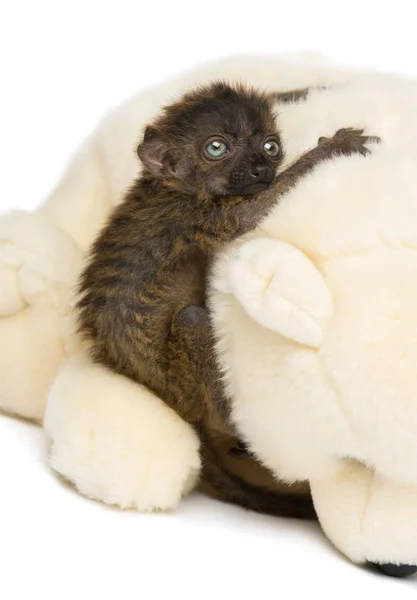 Side view of baby blue-eyed black lemur holding to a teddy bear, — Stock Photo, Image