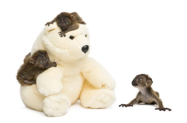 Three Baby Blue-eyed Black Lemur cuddling with a teddy bear, iso — Stock Photo, Image