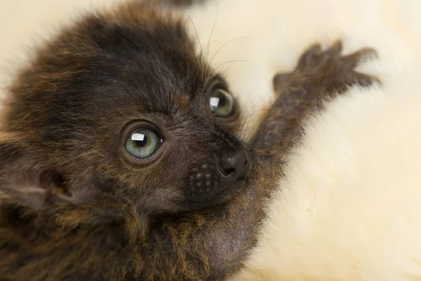 Close-up de bebê de olhos azuis Black Lemur olhando para cima (20 dias de idade ) — Fotografia de Stock