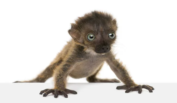 Bebé de ojos azules Lemur Negro, aislado en blanco (20 días de edad ) —  Fotos de Stock